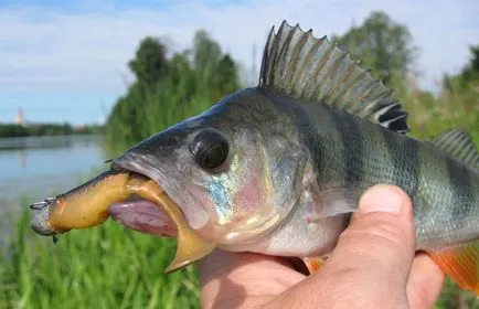 Basul alimentat, habitat, de reproducere, de pescuit pentru biban în râuri și lacuri de apă dulce (bas alimentat) Basul alimentat, habitat, de reproducere, de pescuit pentru biban în râuri și lacuri de apă dulce