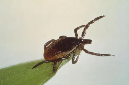 Acarienii se hrănesc cu natură