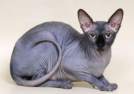 Ce să se hrănească un Sphynx