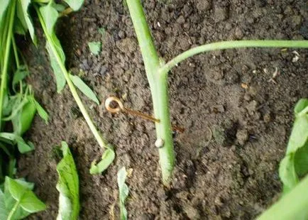 Tomatele de proces, astfel încât acestea să nu înnegrite