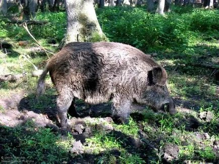 Mistretul mănâncă de sezon în natură și dietă suplimentară de furaje (Nature) Mistretul mănâncă de sezon în natură și dietă suplimentară de furaje