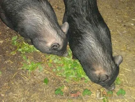 Feed-urile mistretul și cum să-l hrănească la domiciliu (vier) Manânca mistreț și cum să-l hrănească acasă
