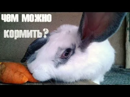 Iepurele hrană după surcele compoziție dietă (formulare) Ce să se hrănească o căprioară după surcele compoziție dieta