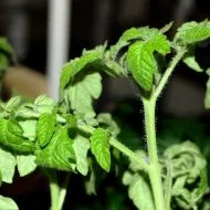 Piperul de alimentare în timpul înfloririi și fructificării (piper) Piperul de alimentare în timpul înfloririi și rodirea