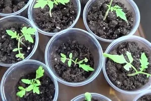 Cu cât este mai apă iarbă să-l păstrați de la creșterea plantelor magice
