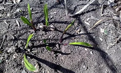Usturoi sălbatic - cultivare și îngrijire (de îngrijire) Usturoi sălbatic - cultivarea și îngrijirea