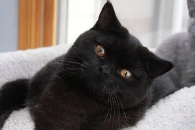 rase de pisici negre