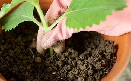 Cum de a fertiliza plante de interior în timpul iernii la domiciliu (decât fertiliza plante de interior în timpul iernii decât pentru a fertiliza plante de interior în timpul iernii acasă decât pentru a hrăni plantele sădite în timpul iernii) Cum de a fertiliza plante de interior în timpul iernii la domiciliu