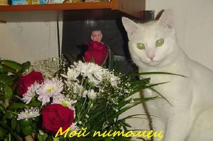 Ce se poate învăța o pisică