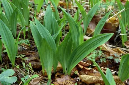 plantare și îngrijire usturoi sălbatic