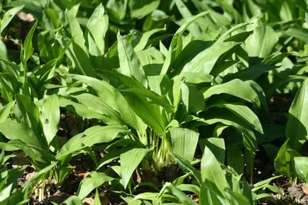 plantare și îngrijire usturoi sălbatic