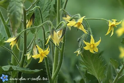 Tomatele hranei pentru animale în timpul înfloririi, casă frumoasă și grădină
