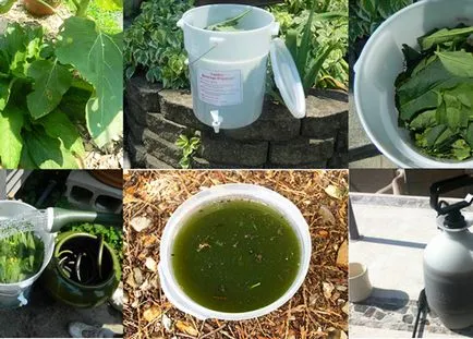 Tomatele hranei pentru animale în timpul înfloririi, casă frumoasă și grădină