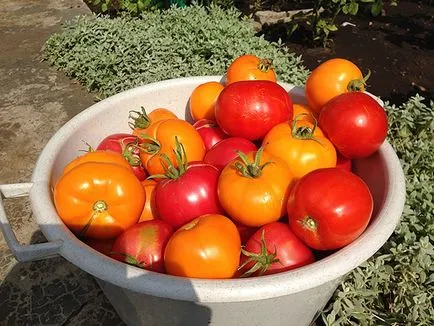 Tomatele hranei pentru animale în timpul înfloririi, casă frumoasă și grădină