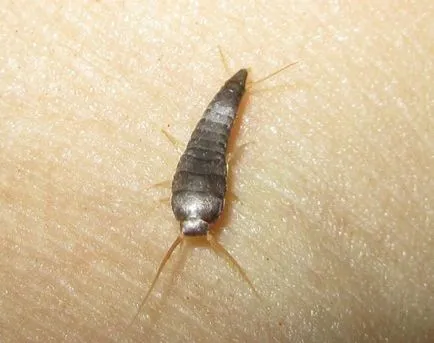 Worms în apartament