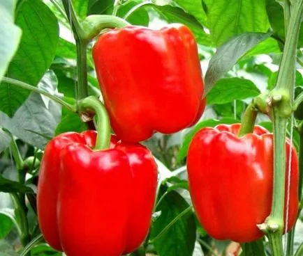 Piper hranei în timpul înfloririi și rodirea (deficit partea inferioară) Piperul de alimentare în timpul înfloririi și rodirea