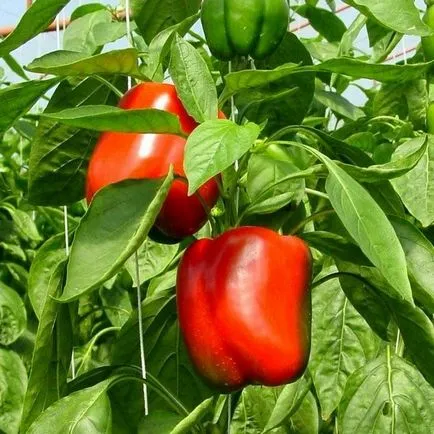 Piper hranei în timpul înfloririi și rodirea (deficit partea inferioară) Piperul de alimentare în timpul înfloririi și rodirea