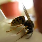 Ce se întâmplă dacă în casă era o specie de molii de molii și cum să-l lupta (do) Ce se întâmplă dacă în casă era o specie de molii de molii și cum să lupte