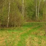 Ce se întâmplă dacă în casă era o specie de molii de molii și cum să-l lupta (do) Ce se întâmplă dacă în casă era o specie de molii de molii și cum să lupte