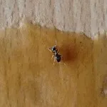 Ce se întâmplă dacă în casă era o specie de molii de molii și cum să se ocupe cu ea (acolo) Ce se întâmplă dacă în casă era o specie de molii de molii și cum să lupte