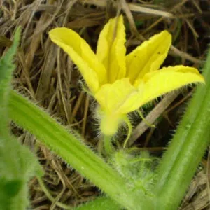 Ce dacă a existat o floare steril pe castraveți și cum să-l (cochilie goală) lupta Ce dacă a existat o floare steril pe castraveți și cum să lupte