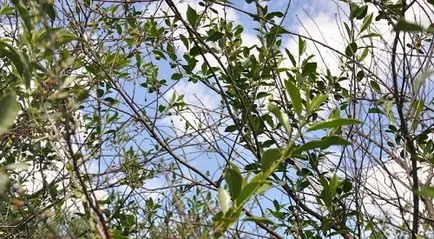 Ce se întâmplă dacă după înflorire cireșe rodirea nu are loc
