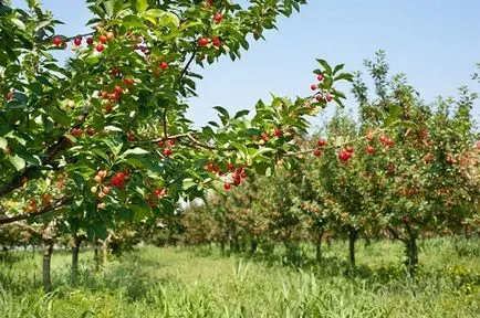 Ce se întâmplă dacă după înflorire cireșe rodirea nu are loc