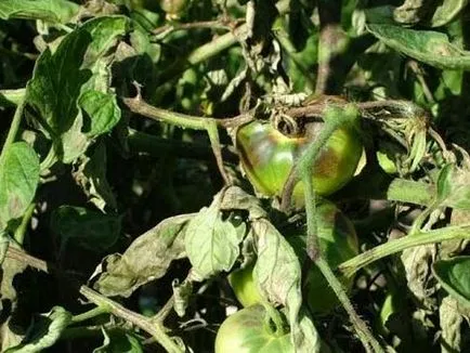 Ce ar trebui să fac în cazul în care tomatele rândul său, negru, într-o seră și câmp deschis (tomate) Ce ar trebui să fac în cazul în care tomatele rândul său, negru, într-o seră și câmp deschis