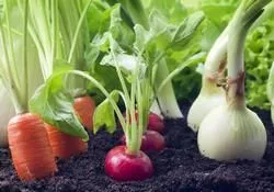 Acest lucru poate fi plantate după căpșune usturoi, cartofi și alte culturi, după care culturile pot