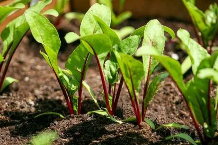 Acest lucru poate fi plantate după căpșune usturoi, cartofi și alte culturi, după care culturile pot