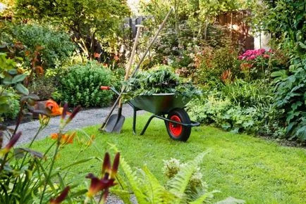Acest lucru poate fi plantate în grădină, în iulie