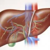 Ceea ce este necesar pentru un ficat sănătos și produse nocive pentru ea - bisturiu - medical