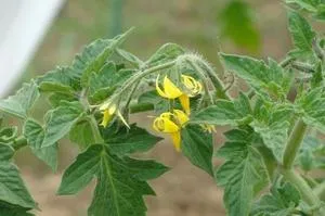 Ceea ce pentru a planta într-un cimitir, fără udarea plantelor magice