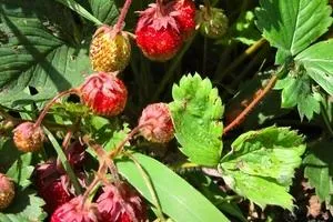 Ceea ce pentru a planta într-un cimitir, fără udarea plantelor magice