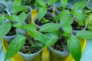 Ceea ce pentru a planta într-un cimitir, fără udarea plantelor magice