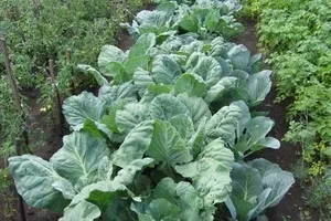 Ce a planta după ce plantele de morcov magice (după) Ce a planta după ce plantele de morcov magice