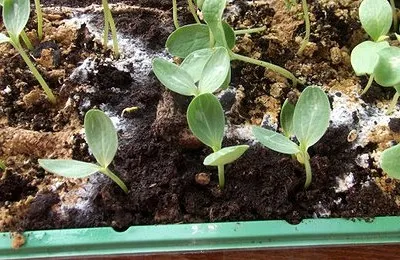 Ceea ce pentru a planta într-un cimitir, un blog despre flora (cimitir) Ceea ce pentru a planta într-un cimitir, un blog despre flora