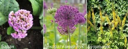 Ceea ce pentru a planta într-un cimitir în text și fotografie