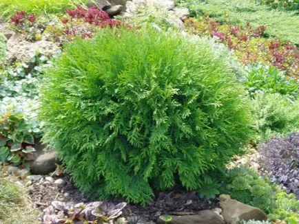 Ce a planta de-a lungul gardului