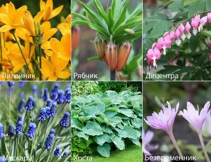 Ceea ce pentru a planta într-un cimitir în text și fotografie
