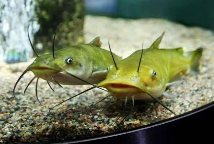 Ce este Oceanariumul