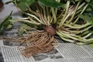 transplant de Cyclamen la domiciliu (regulate și după achiziționare)