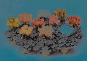 transplant de Cyclamen la domiciliu (regulate și după achiziționare)