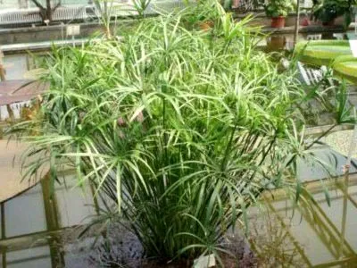 îngrijire tsiperus, udare, transplantarea și reproducerea în casă (transplant) îngrijire tsiperus, udare, transplantarea și reproducerea în casă