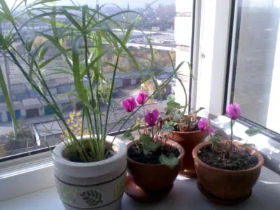 îngrijire tsiperus, udare, transplantarea și reproducere la domiciliu (de îngrijire) îngrijire tsiperus, udare, transplantarea și reproducerea în casă