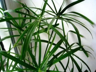 îngrijire tsiperus, udare, transplantarea și reproducerea în casă (de reproducere) îngrijire tsiperus, udare, transplantarea și reproducerea în casă