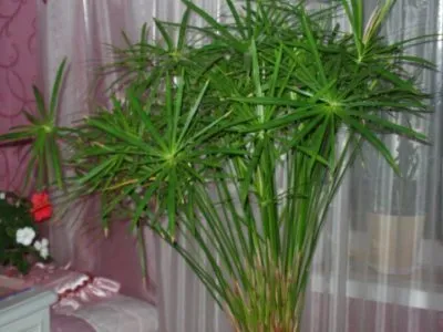 îngrijire tsiperus, udare, transplantarea și reproducerea în casă (udare) îngrijire tsiperus, udare, transplantarea și reproducerea în casă