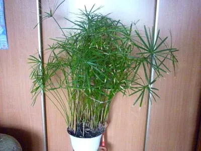 îngrijire tsiperus, udare, transplantarea și reproducere la domiciliu (de îngrijire) îngrijire tsiperus, udare, transplantarea și reproducerea în casă