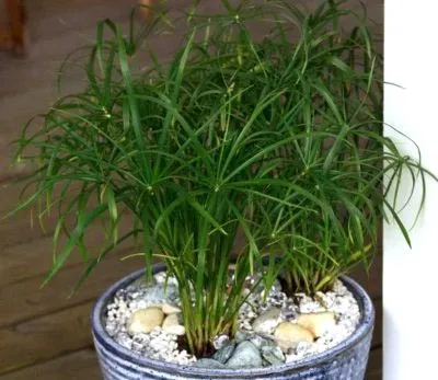 îngrijire tsiperus, udare, transplantarea și reproducerea în casă (udare) îngrijire tsiperus, udare, transplantarea și reproducerea în casă