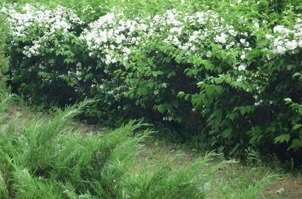 plantare Chubushnik și de îngrijire - atunci când pentru a planta și transplant, pregătirea pentru iarnă este de a se multiplica
